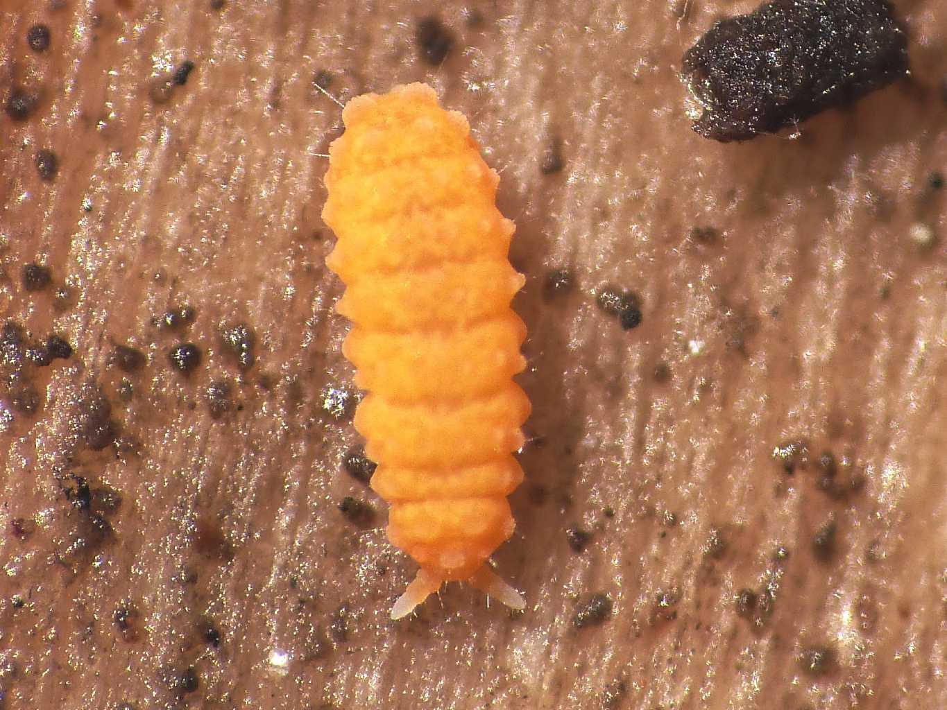 Bilobella aurantiaca (Caroli,1910)